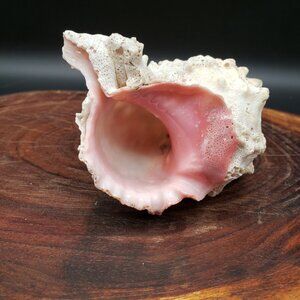 Vintage Helmet Shell Pink Interior Cassis Sea Shell 4" Natural Beach Nautical De